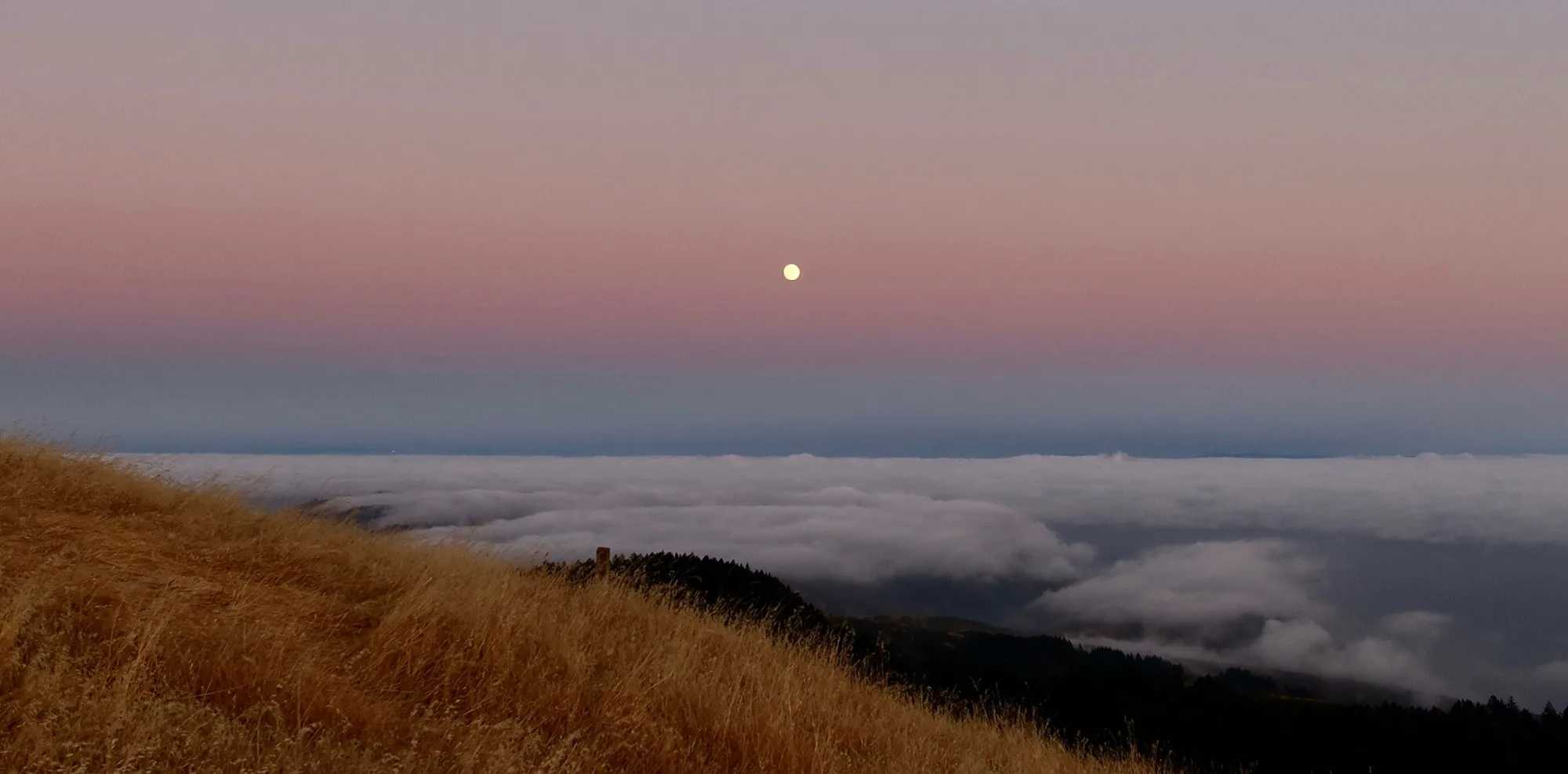 Grassy hillside above a sea of fog at dawn
