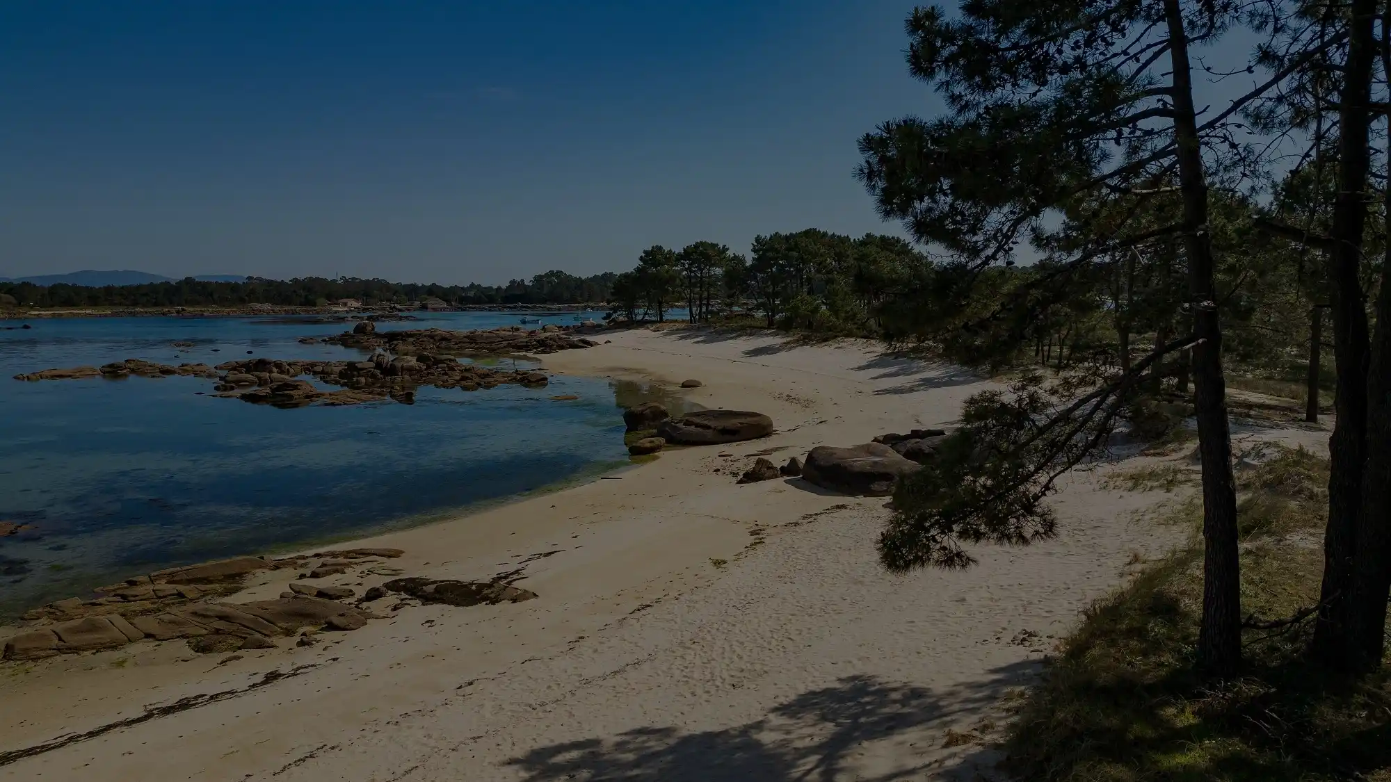 Quiet lake shoreline with a sandy beach and pine trees