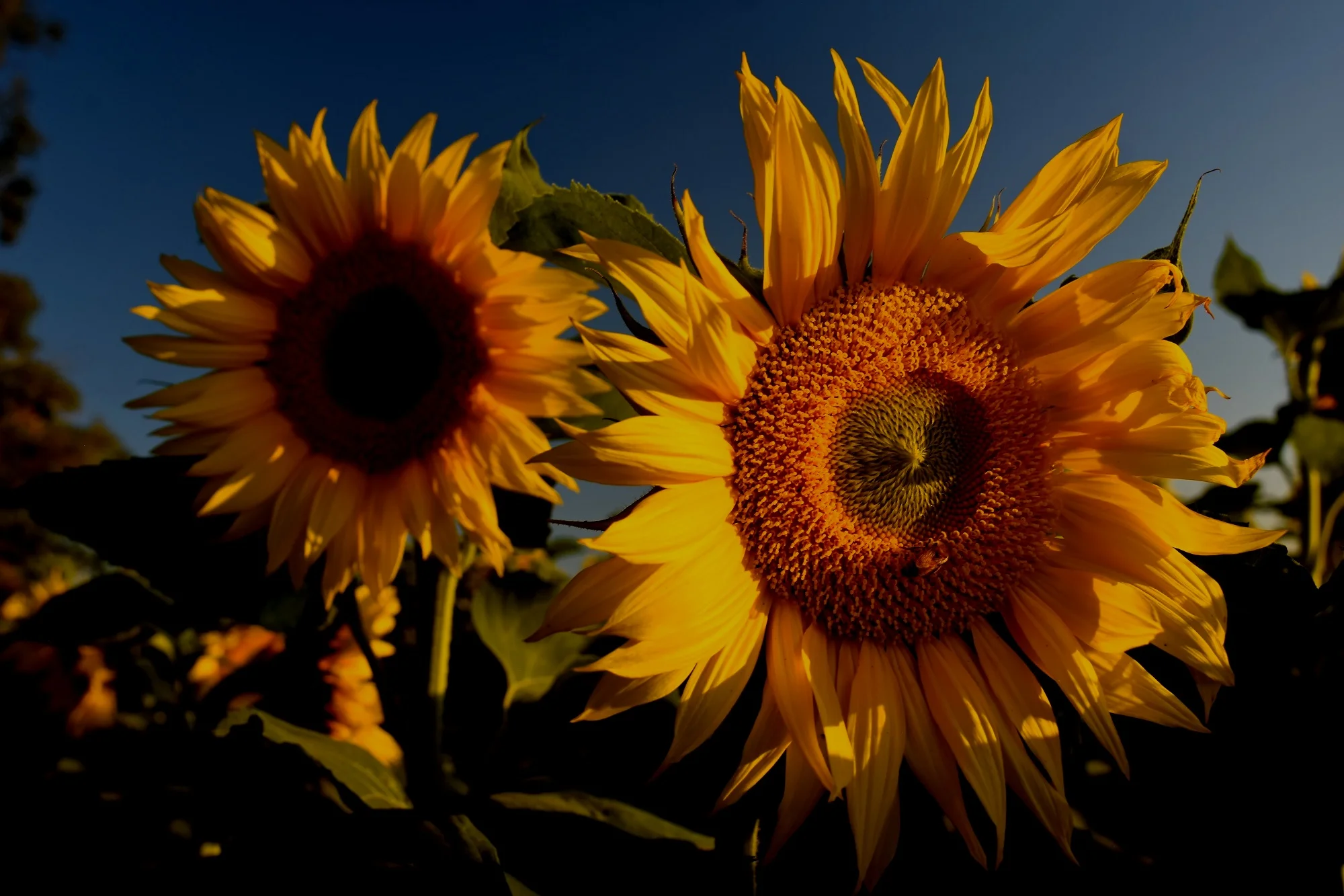 Two sunflowers in bloom against a dark background